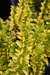 Butterscotch Euonymus (Euonymus japonicus 'Butterscotch') at Glasshouse Nursery