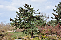Blue Japanese Pine (Pinus parviflora 'Glauca') at Glasshouse Nursery
