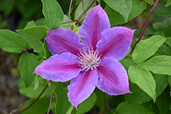 Dr. Ruppel Clematis (Clematis 'Dr. Ruppel') at Glasshouse Nursery