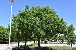 Chinkapin Oak (Quercus muehlenbergii) at Glasshouse Nursery
