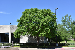 Golden Rain Tree (Koelreuteria paniculata) at Glasshouse Nursery