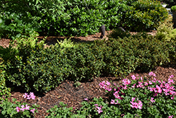 Little Rascal Meserve Holly (Ilex x meserveae 'Mondo') at Glasshouse Nursery