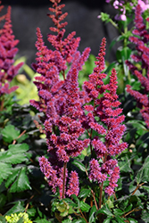 Visions in Red Chinese Astilbe (Astilbe chinensis 'Visions in Red') at Glasshouse Nursery