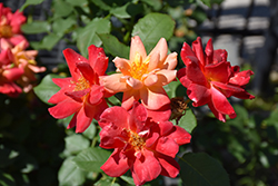 Joseph's Coat Rose (Rosa 'Joseph's Coat') at Glasshouse Nursery