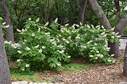 Oakleaf Hydrangea (Hydrangea quercifolia) at Glasshouse Nursery