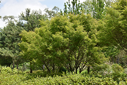 Seiryu Japanese Maple (Acer palmatum 'Seiryu') at Glasshouse Nursery