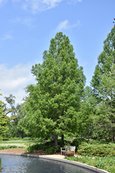 Baldcypress (Taxodium distichum) at Glasshouse Nursery