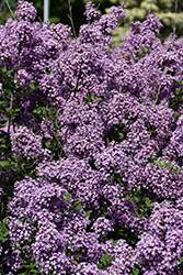 Bloomerang Dark Purple Lilac (Syringa 'SMSJBP7') at Glasshouse Nursery