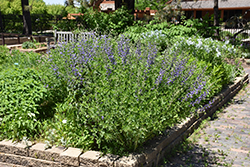 Blue Wild Indigo (Baptisia australis) at Glasshouse Nursery