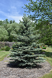 Baby Blue Eyes Spruce (Picea pungens 'Baby Blue Eyes') at Glasshouse Nursery