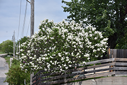 White French Lilac (Syringa vulgaris 'Alba') at Glasshouse Nursery