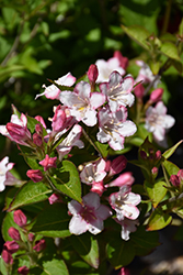 Carnaval Weigela (Weigela 'Courtalor') at Glasshouse Nursery