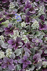 Burgundy Glow Bugleweed (Ajuga reptans 'Burgundy Glow') at Glasshouse Nursery