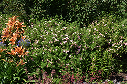 Pink Beauty Potentilla (Potentilla fruticosa 'Pink Beauty') at Glasshouse Nursery