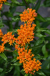 Butterfly Weed (Asclepias tuberosa) at Glasshouse Nursery