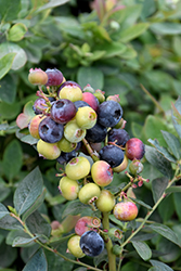 Pink Icing Blueberry (Vaccinium 'ZF06-079') at Glasshouse Nursery