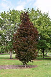 Crimson Sentry Norway Maple (Acer platanoides 'Crimson Sentry') at Glasshouse Nursery