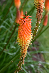Flamenco Mix Torchlily (Kniphofia 'Flamenco') at Glasshouse Nursery