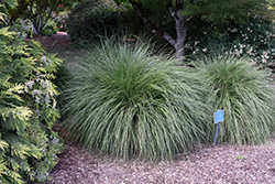 Hameln Dwarf Fountain Grass (Pennisetum alopecuroides 'Hameln') at Glasshouse Nursery