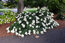 Pee Wee Hydrangea (Hydrangea quercifolia 'Pee Wee') at Glasshouse Nursery