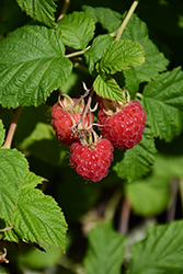 Raspberry Shortcake Raspberry (Rubus 'NR7') at Glasshouse Nursery