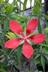 Scarlet Rose Mallow (Hibiscus coccineus) at Glasshouse Nursery