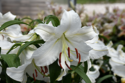 Casa Blanca Lily (Lilium 'Casa Blanca') at Glasshouse Nursery