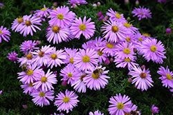 Woods Pink Aster (Symphyotrichum 'Woods Pink') at Glasshouse Nursery