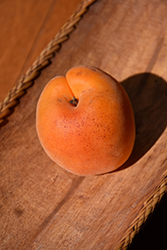 Goldcot Apricot (Prunus armeniaca 'Goldcot') at Glasshouse Nursery