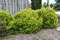 Golden Mockorange (Philadelphus coronarius 'Aureus') at Glasshouse Nursery