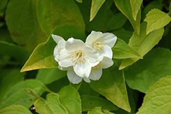 Golden Mockorange (Philadelphus coronarius 'Aureus') at Glasshouse Nursery