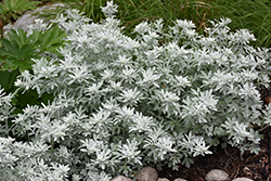 Silver Brocade Artemisia (Artemisia stelleriana 'Silver Brocade') at Glasshouse Nursery