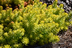 Angelina Stonecrop (Sedum rupestre 'Angelina') at Glasshouse Nursery