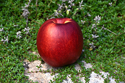 Fantasia Nectarine (Prunus persica var. nucipersica 'Fantasia') at Glasshouse Nursery