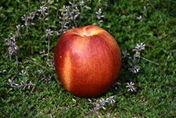 Flavortop Nectarine (Prunus persica var. nucipersica 'Flavortop') at Glasshouse Nursery