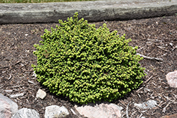 Little Gem Spruce (Picea abies 'Little Gem') at Glasshouse Nursery