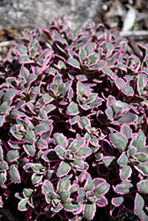 Dream Dazzler Stonecrop (Sedum 'Dream Dazzler') at Glasshouse Nursery