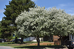 Dolgo Apple (Malus 'Dolgo') at Glasshouse Nursery