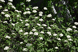 Wayfaring Tree (Viburnum lantana) at Glasshouse Nursery