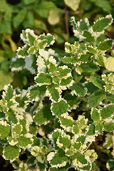 Variegated Pineapple Mint (Mentha suaveolens 'Variegata') at Glasshouse Nursery