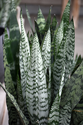 Snake Plant (Sansevieria trifasciata) at Glasshouse Nursery