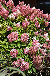 Vanilla Strawberry Hydrangea (Hydrangea paniculata 'Renhy') at Glasshouse Nursery