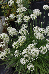 Garlic Chives (Allium tuberosum) at Glasshouse Nursery