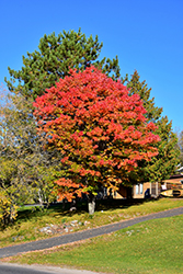 Red Maple (Acer rubrum) at Glasshouse Nursery