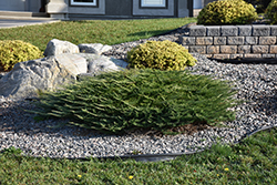 Calgary Carpet Juniper (Juniperus sabina 'Calgary Carpet') at Glasshouse Nursery