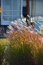 Flame Grass (Miscanthus sinensis 'Purpurascens') at Glasshouse Nursery