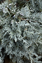 Blue Haven Juniper (Juniperus scopulorum 'Blue Haven') at Glasshouse Nursery