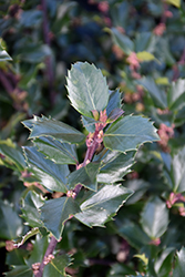 Blue Prince Meserve Holly (Ilex x meserveae 'Blue Prince') at Glasshouse Nursery