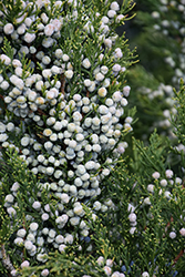 Fairview Juniper (Juniperus chinensis 'Fairview') at Glasshouse Nursery