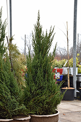 Ontario Green Chinese Juniper (Juniperus chinensis 'Ontario Green') at Glasshouse Nursery